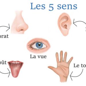 Livret d'activités sur les 5 sens